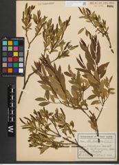 Foto von Salix triandra subsp. triandra L.